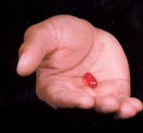pastillaroja.jpg